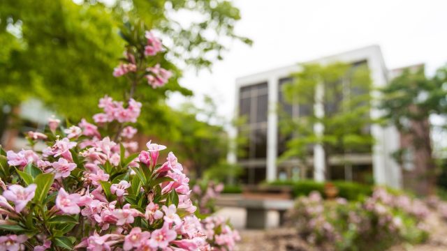 small pick flowers are in the foreground with a Bridgewater campus building in the background