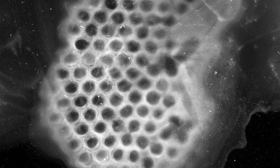 An archival pigment print from a cameraless negative of an empty honey comb.