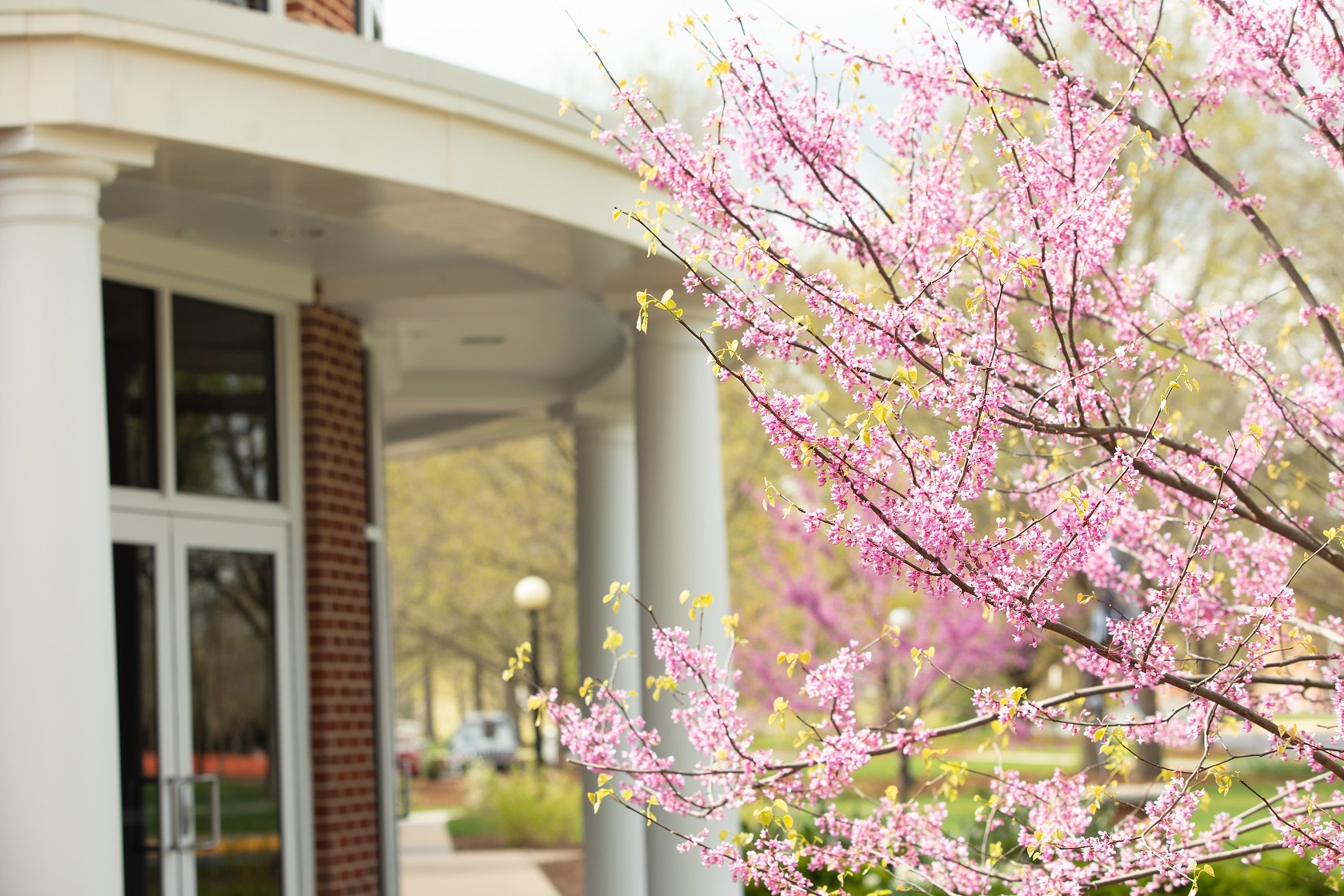 pink flowers on a tree in front of Nininger Hall at Bridgewater College