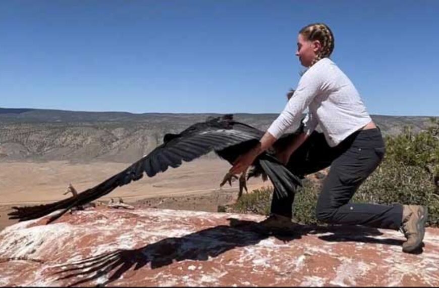 Jessy Wilson releases a wild-hatched condor in Vermillion Cliffs, Ariz.